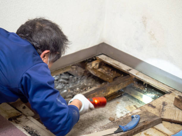 Best Fast Mold Removal  in Castlewood, VA
