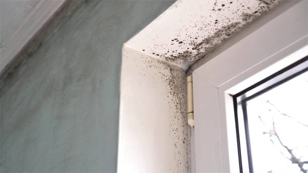 Best Certified Mold Removal  in Castlewood, VA
