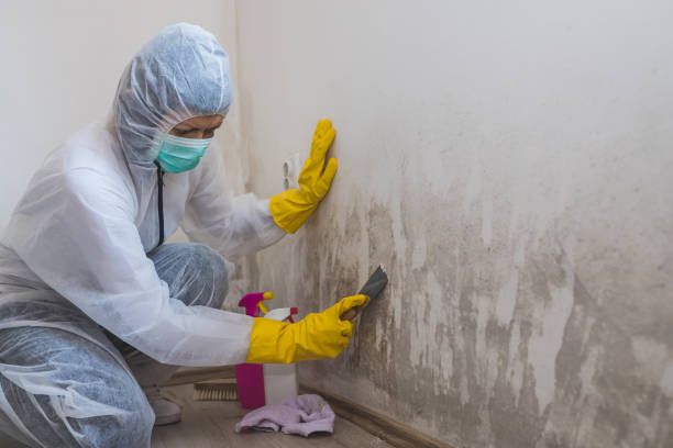 Best Emergency Mold Removal  in Castlewood, VA
