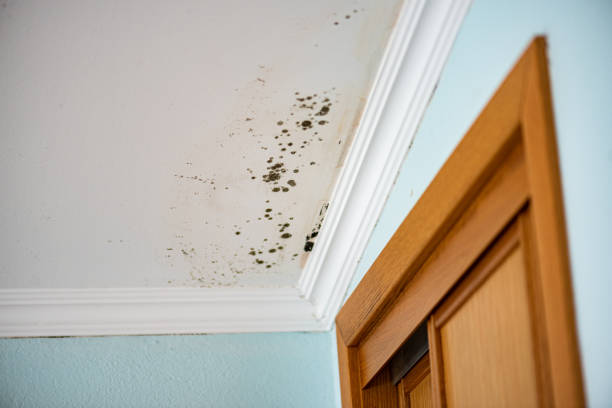 Best Local Mold Removal Service  in Castlewood, VA