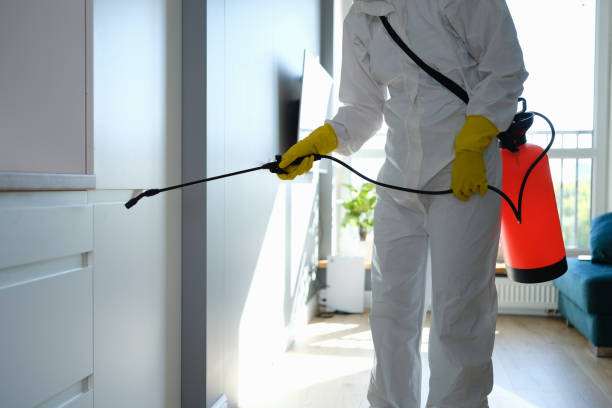 Best Mold Removal Near Me  in Castlewood, VA