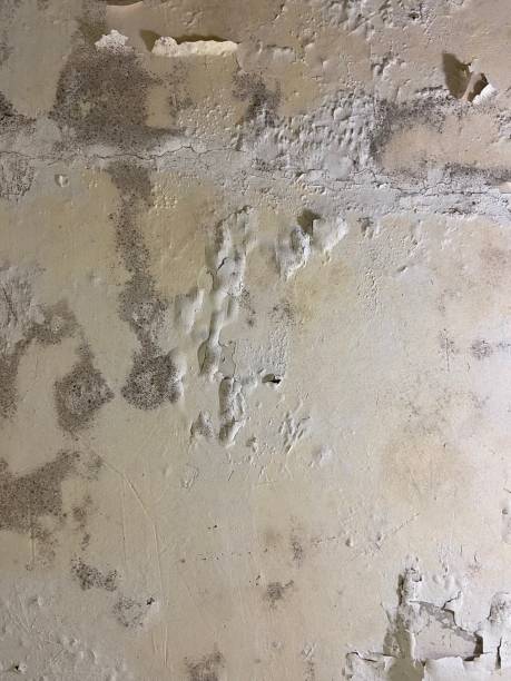Best Home Mold Removal  in Castlewood, VA