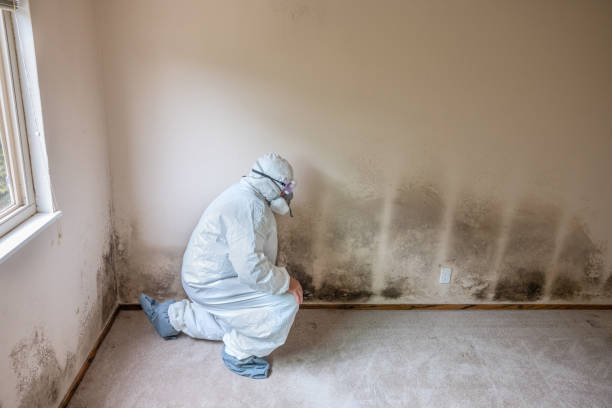 Best Emergency Mold Removal  in Castlewood, VA